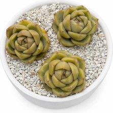 Haangarden Echeveria Miss Cuihua