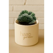 Haangarden Echinopsis Cristada