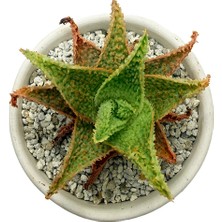 Haangarden Aloe Hybrid