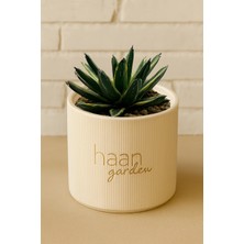 Haangarden Agave Victoriae Reginae