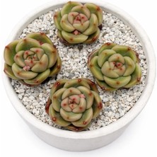 Haangarden Echeveria Love Letter