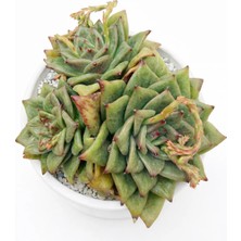 Haangarden Echeveria Rose