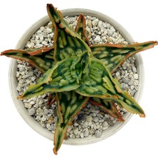 Haangarden Aloe Hybrid