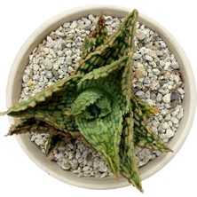 Haangarden Aloe Hybrid