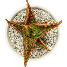 Haangarden Aloe Hybrid