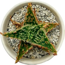Haangarden Aloe Hybrid
