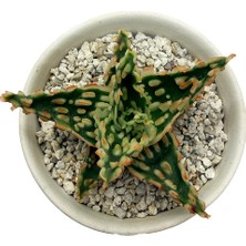 Haangarden Aloe Hybrid