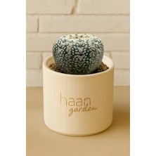 Haangarden Asterias Snow V Type