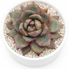 Haangarden Echeveria German Champaing