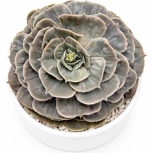Haangarden Echeveria Lucina Monstrosus