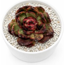 Haangarden Echeveria Tm