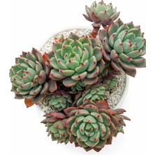 Haangarden Echeveria Nanahukumini