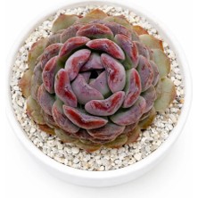 Haangarden Echeveria Ssp.