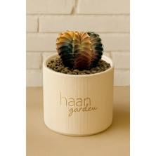 Haangarden Gymnocalycium Variegata Kaktüs