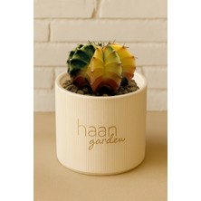 Haangarden Gymnocalycium Variegata Kaktüs