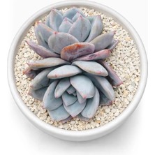 Haangarden Echeveria Bunny