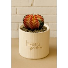 Haangarden Gymnocalycium Variegata Kaktüs