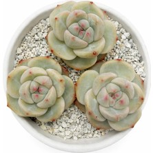 Haangarden Echeveria Su Mei