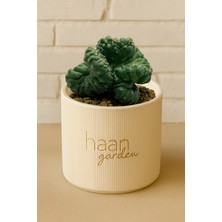 Haangarden Coryphantha Elaphantidens Tanshi Cristad
