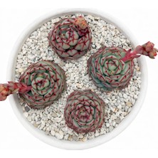 Haangarden Echeveria Long Island