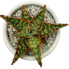 Haangarden Aloe Hybrid