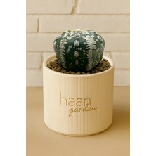 Haangarden Asterias Snow V Type