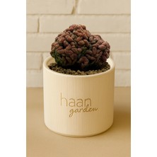 Haangarden Compressa Cv. Yokan