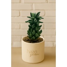 Haangarden Mammillaria Ssp