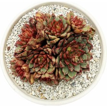 Haangarden Echeveria Blood Swallow