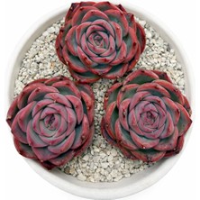 Haangarden Echeveria Silhoutte