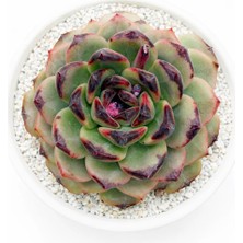 Haangarden Echeveria Ssp.
