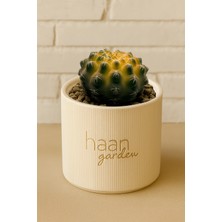 Haangarden Gymnocalycium Ssp.