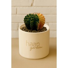 Haangarden Gymnocalycium Variegata Kaktüs