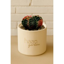 Haangarden Gymnocalycium Variegata Kaktüs