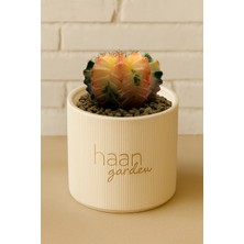Haangarden Gymnocalycium Variegata Kaktüs
