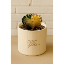 Haangarden Gymnocalycium Variegata Kaktüs
