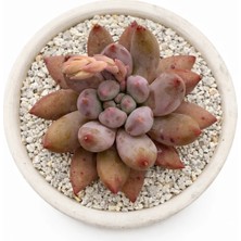 Haangarden Echeveria Compass