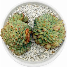 Haangarden Echeveria Hani Crest