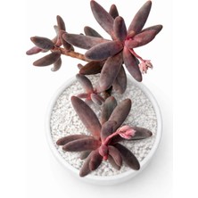 Haangarden Echeveria Ganzao Variegata