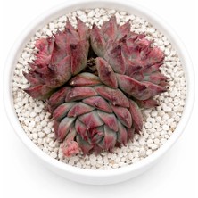 Haangarden Echeveria Ssp.