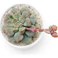 Haangarden Echeveria Super Milk
