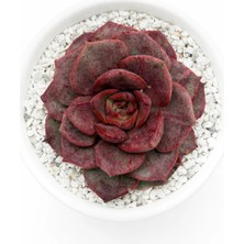Haangarden Echeveria Ssp.