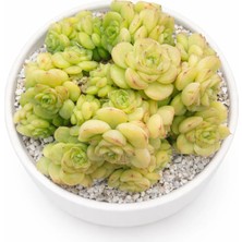 Haangarden Echeveria White Swam