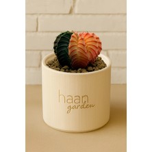 Haangarden Gymnocalycium Variegata Kaktüs