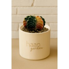 Haangarden Gymnocalycium Variegata Kaktüs