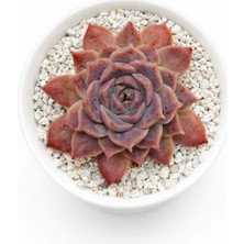 Haangarden Echeveria Ssp.