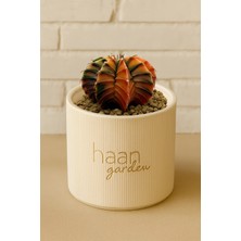 Haangarden Gymnocalycium Variegata Kaktüs