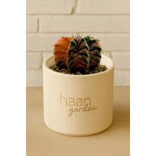 Haangarden Gymnocalycium Variegata Kaktüs