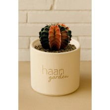 Haangarden Gymnocalycium Variegata Kaktüs