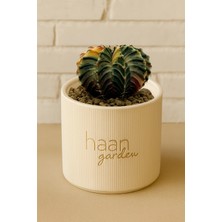 Haangarden Gymnocalycium Variegata Kaktüs